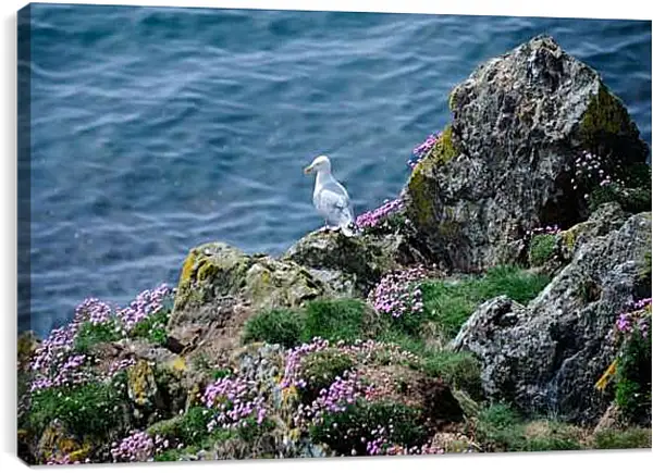 Постер на подрамнике - Чайка