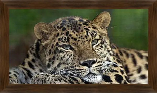 Картина в раме - Леопард