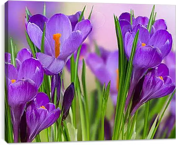 Постер на подрамнике - Крокусы