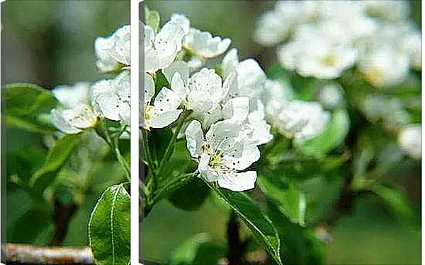 Модульная картина - Весна