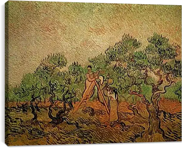 Постер на подрамнике - Olive Picking 3. Винсент Ван Гог