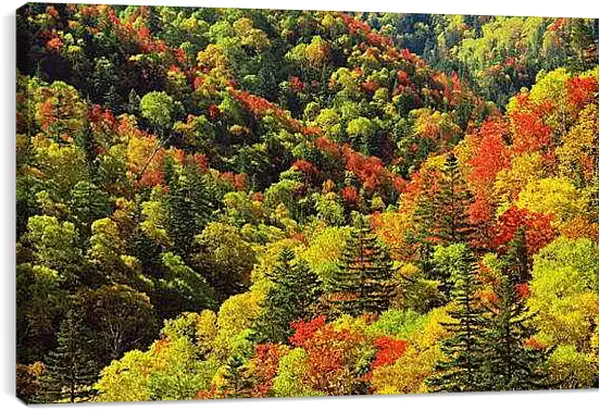 Постер на подрамнике - Осень