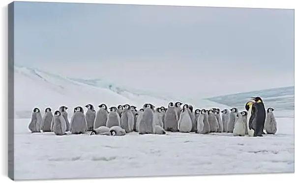 Постер на подрамнике - Пингвины на снегу
