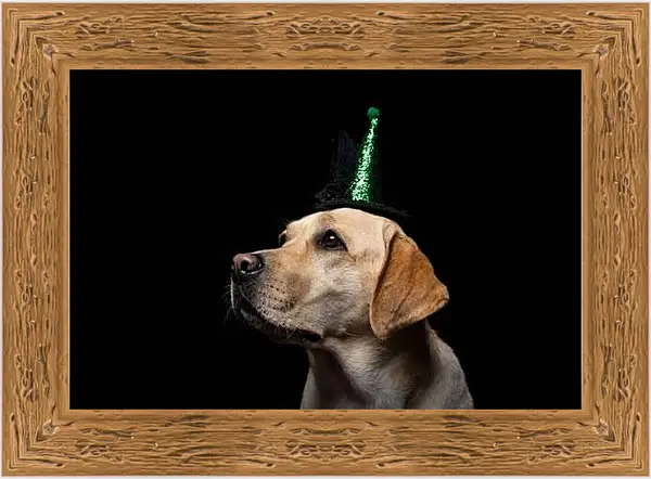 Картина в раме - Лабрадор-ретривер