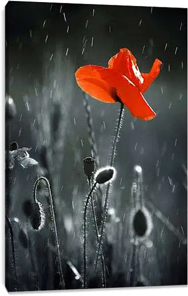 Постер на подрамнике - Дождь