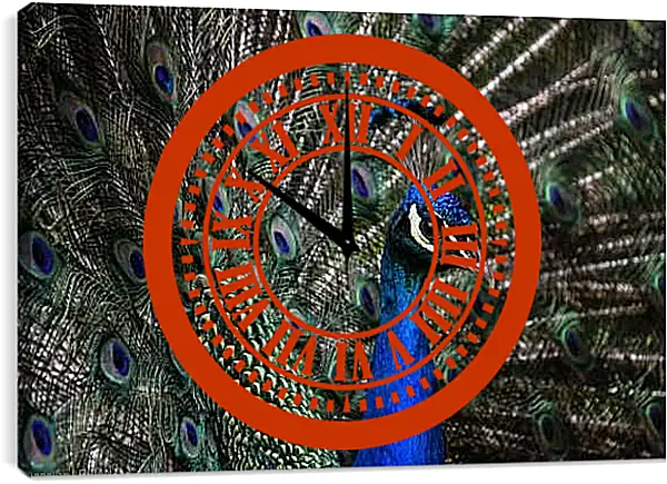 Часы картина - Павлин с распущенным хвостом