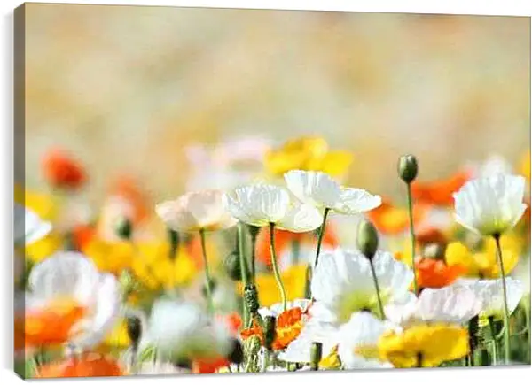 Постер на подрамнике - Белые маки