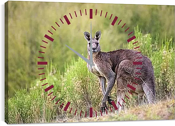 Часы картина - Кенгуру