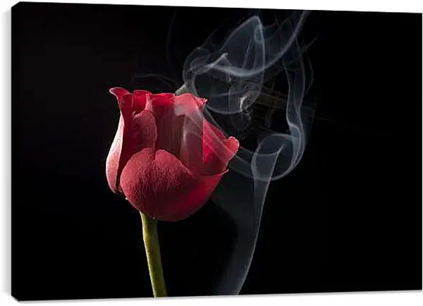 Постер на подрамнике - Красная роза