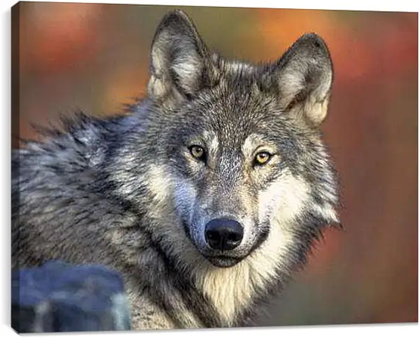 Постер на подрамнике - Волк