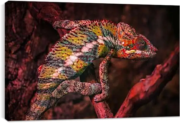 Постер на подрамнике - Рептилии