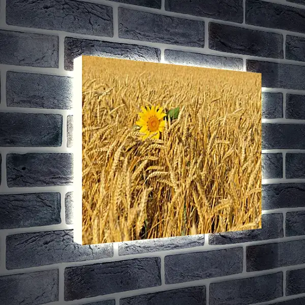 Лайтбокс световая панель - Один подсолнух