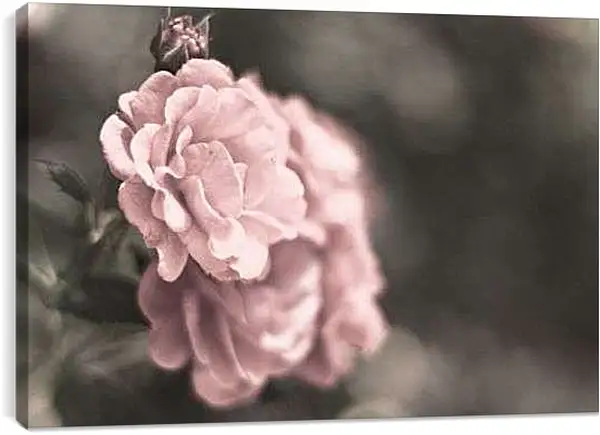 Постер на подрамнике - Нежно-розовая роза