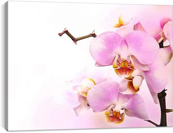 Постер на подрамнике - Нежная орхидея