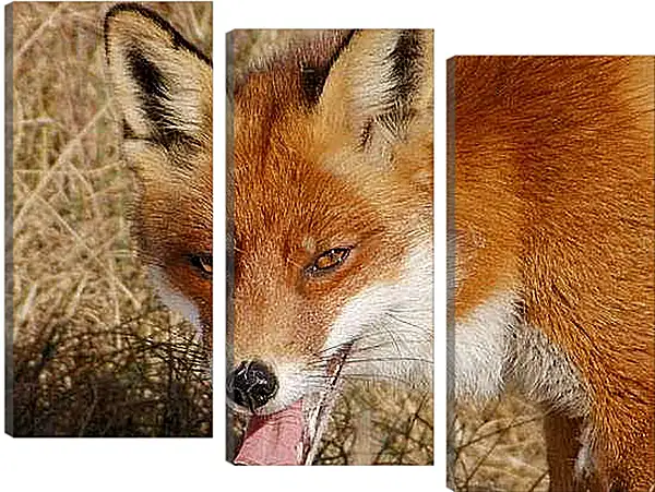 Модульная картина - Лисица