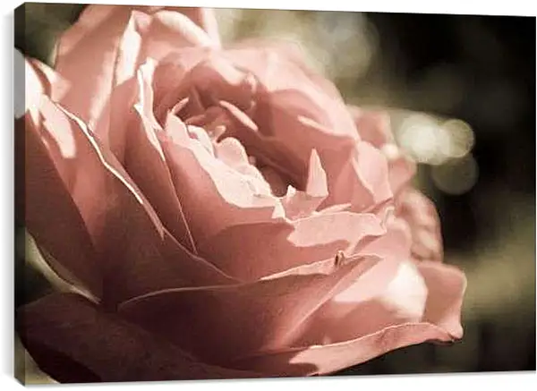 Постер на подрамнике - Нежная роза