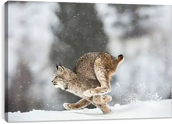 Постер на подрамнике - Рысь