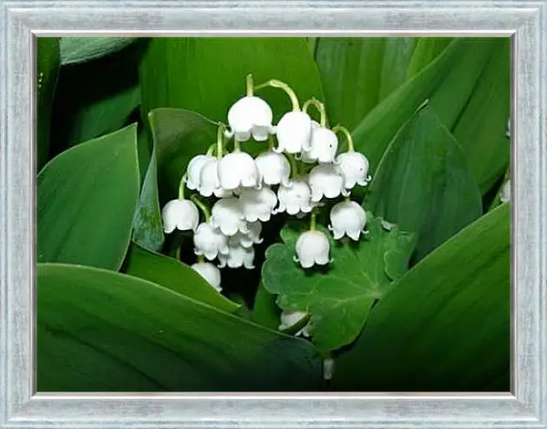 Картина в раме - Ландыши