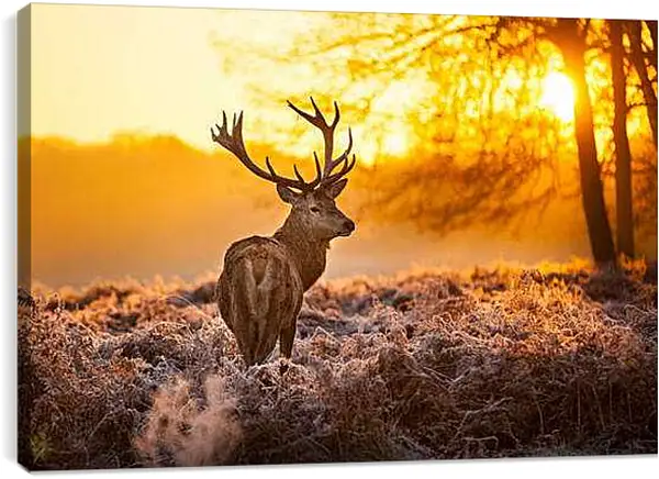 Постер на подрамнике - Олень