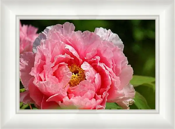 Картина в раме - Красивый пион