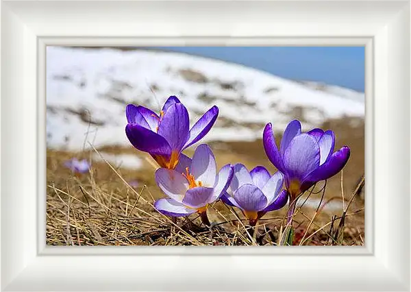 Картина в раме - Весна