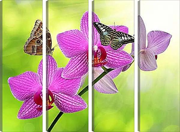 Модульная картина - Две бабочки на орхидее