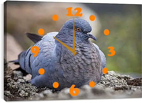 Часы картина - Голубь
