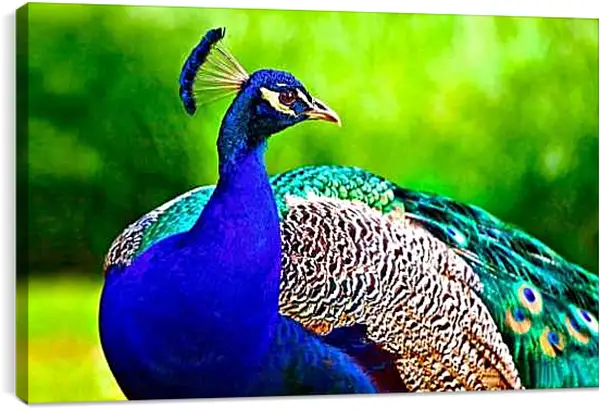 Постер на подрамнике - Павлин на зелёном фоне