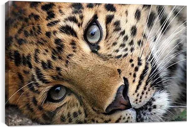 Постер на подрамнике - Леопард