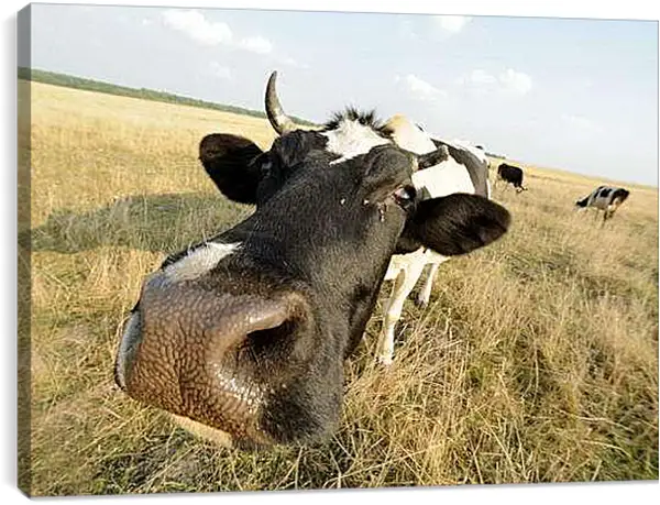 Постер на подрамнике - Коровушкин нос
