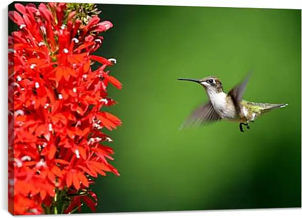 Постер на подрамнике - Колибри