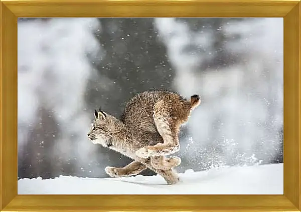Картина в раме - Рысь