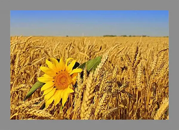 Картина в раме - Подсолнух с листьями