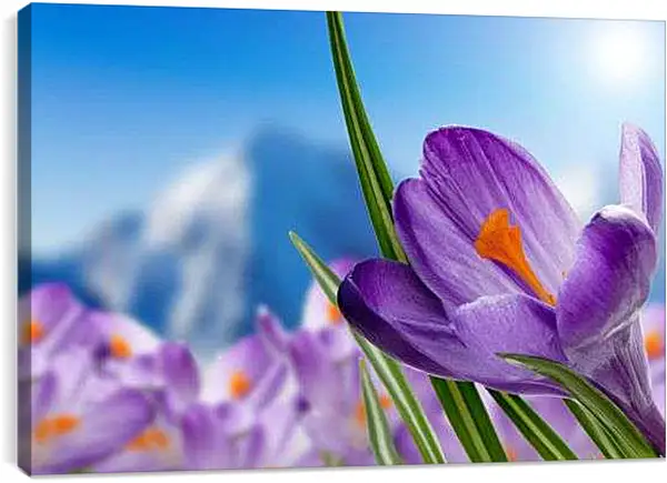 Постер на подрамнике - Крокусы на лугу