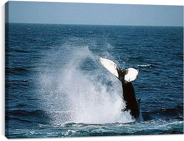 Постер на подрамнике - Киты