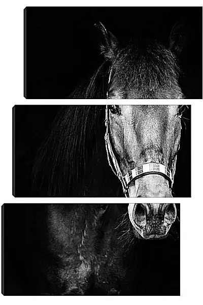 Модульная картина - Чёрно-белая лошадь