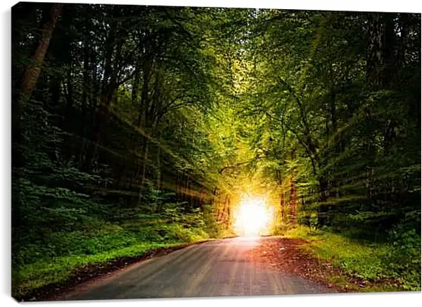 Постер на подрамнике - Яркое солнце в лесу