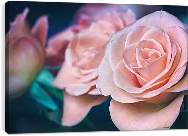 Постер на подрамнике - Пастельные розы