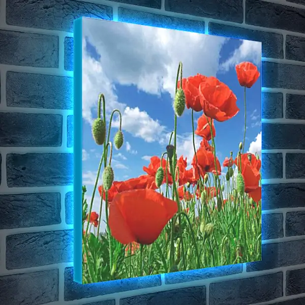 Лайтбокс световая панель - Маки с низу