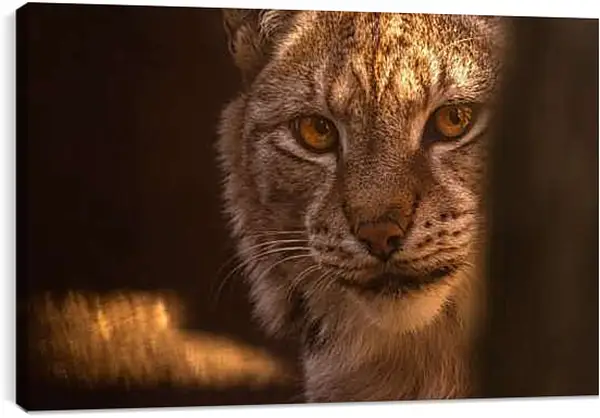 Постер на подрамнике - Рысь