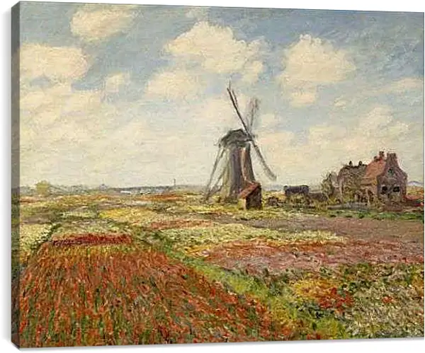 Постер на подрамнике - Fields of Tulip With The Rijnsburg Windmill. Клод Моне