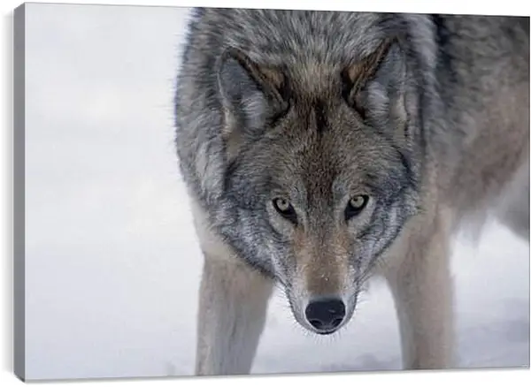 Постер на подрамнике - Волк