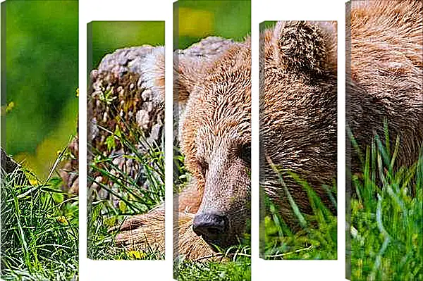 Модульная картина - Медведь