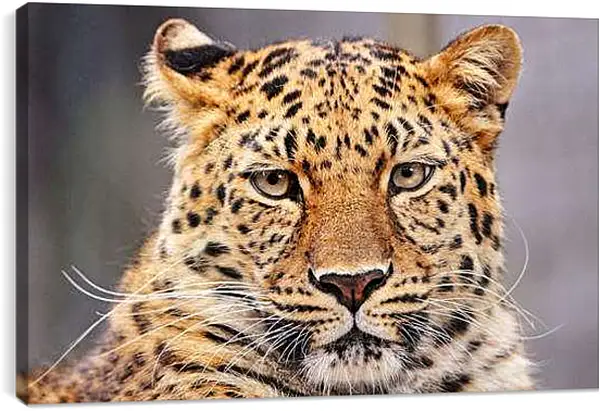 Постер на подрамнике - Леопард