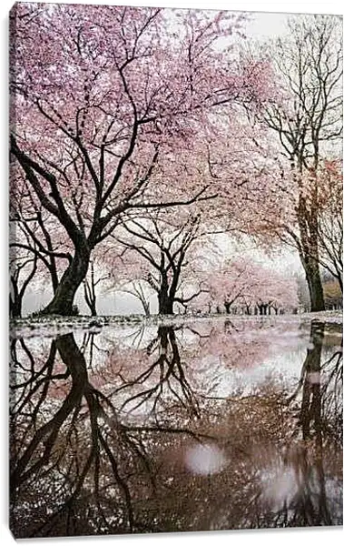 Постер на подрамнике - Сакура у пруда