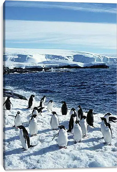 Постер на подрамнике - Пингвины