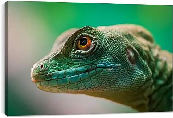 Постер на подрамнике - Рептилии