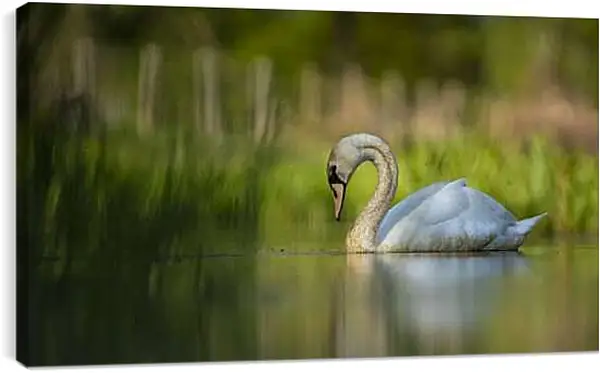 Постер на подрамнике - Лебедь плывёт на размытом фоне
