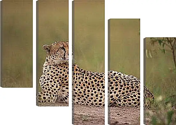 Модульная картина - Гепард насторожен
