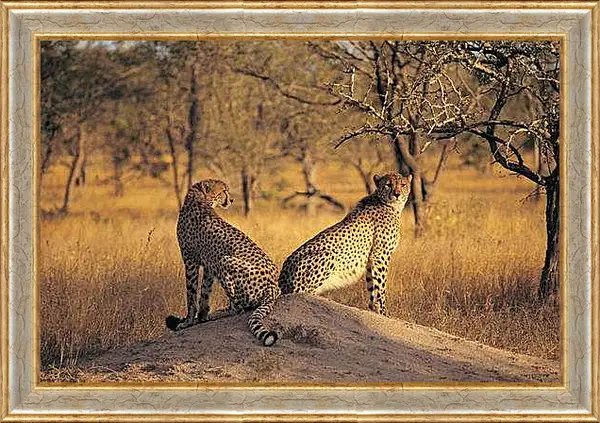 Картина в раме - Гепарды